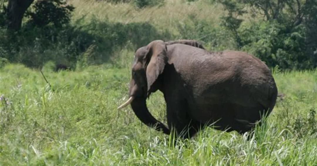 Darfur Safari