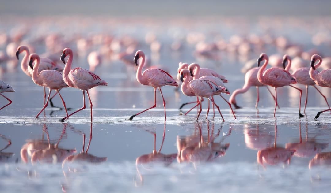 Birdwatching Paradise