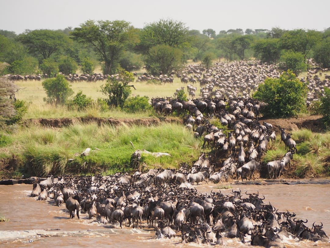 Kenya Safari