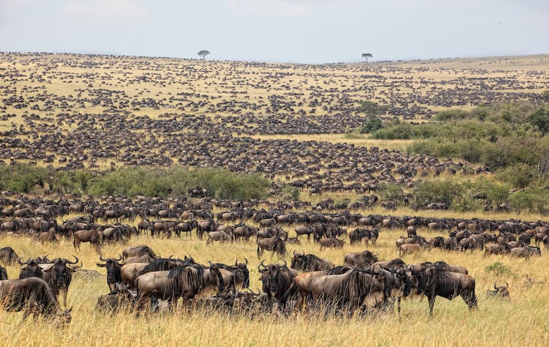 The Great Rift Valley Safari