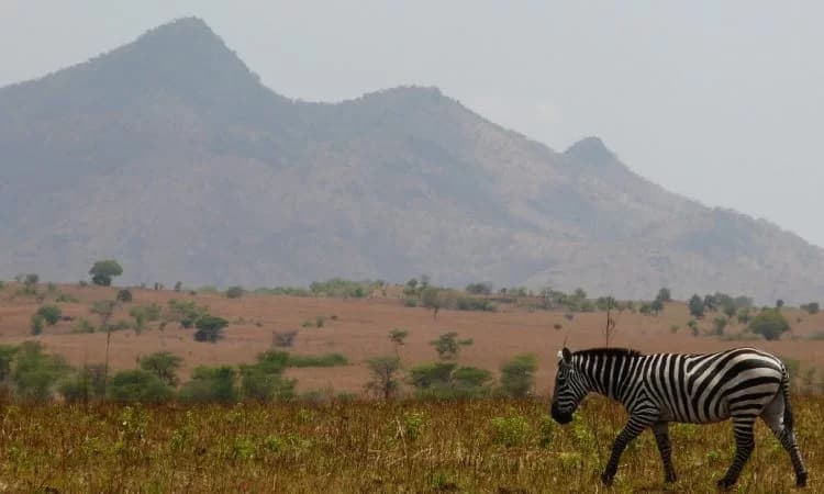 Kidepo Valley National Park