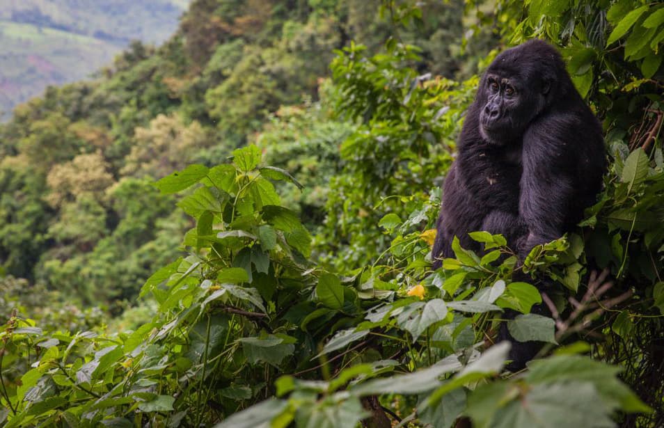 Gorilla Trekking Safari