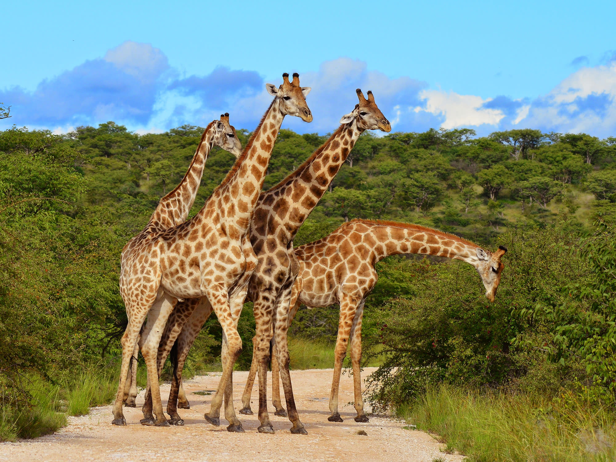 Amboseli National Park