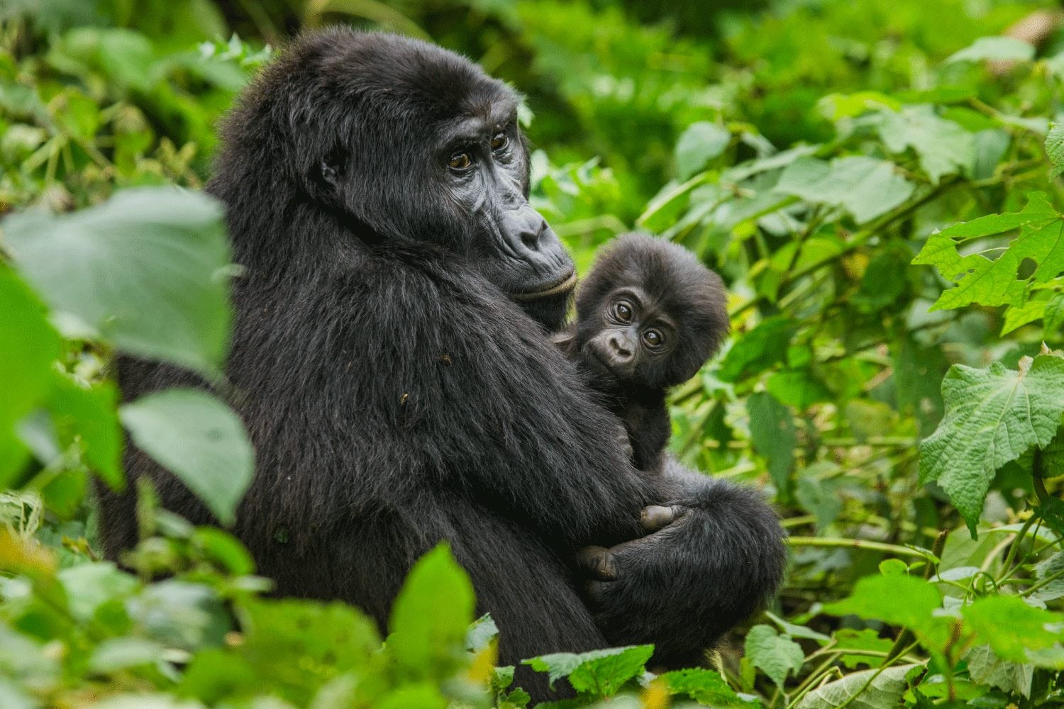 Gorilla Trekking