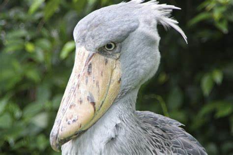 Semiliki Wildlife Reserve